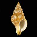 To Conchology (Euthria cornea ORANGE)