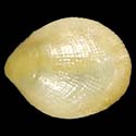 To Conchology (Crenella decussata cf.)