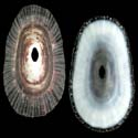 To Conchology (Fissurella radiosa tixierae)