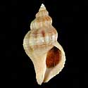 To Conchology (Urosalpinx cinerea)