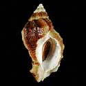 To Conchology (Ceratostoma nuttalli)