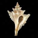 To Conchology (Eupleura muriciformis)