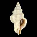 To Conchology (Calotrophon ostrearum)