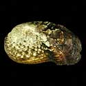 To Conchology (Tritogonia verrucosa)