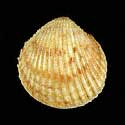 To Conchology (Papillicardium papillosum)