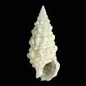 To Conchology (Cerithium tenellum)