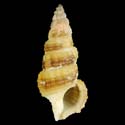 To Conchology (Cerithium buzzurroi)