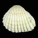 To Conchology (Tegillarca granosa)