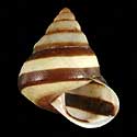 To Conchology (Papuina adonis)