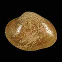 To Conchology (Callista chione)