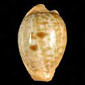 To Conchology (Cypraeovula fuscodentata sphaerica)