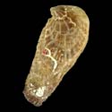 To Conchology (Isognomon radiatus)