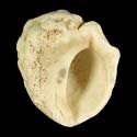 To Conchology (Thais nodosa FOSSIL)