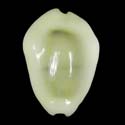 To Conchology (Monetaria moneta DWARF)