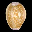 To Conchology (Naria helvola hawaiiensis)