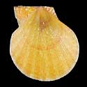 To Conchology (Laevichlamys mollita YELLOW)