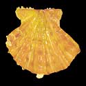 To Conchology (Mirapecten mirificus ORANGE)