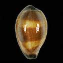 To Conchology (Erronea onyx)