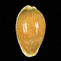 To Conchology (Naria miliaris SPECIAL COLOR)