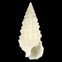 To Conchology (Cerithium tenellum)