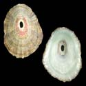 To Conchology (Fissurella clenchi)