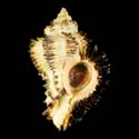 To Conchology (Hexaplex stainforthi DARK)