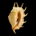 To Conchology (Lambis lambis LARGE)