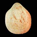To Conchology (Acrosterigma suduirauti)