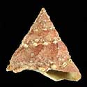 To Conchology (Bolma massieri)