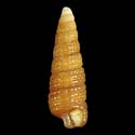 To Conchology (Cerithiopsis foveolata)