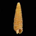 To Conchology (Cerithiopsis foveolata)