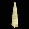 To Conchology (Seila alfredensis)