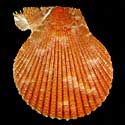 To Conchology (Mimachlamys funebris ORANGE)