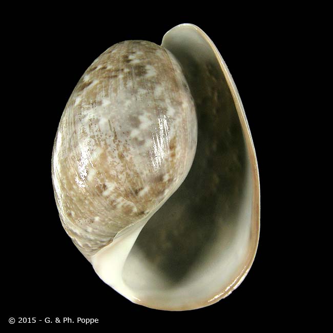 Bullidae Shell Encyclopedia - Conchological MegaDatabase Iconographic Overview ...