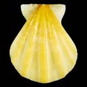 To Conchology (Decatopecten plica YELLOW)
