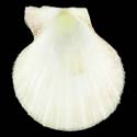 To Conchology (Laevichlamys squamosa WHITE)