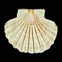 To Conchology (Pecten jacobaeus WHITE)