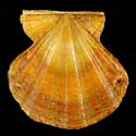 To Conchology (Flexopecten flexuosus ORANGE)
