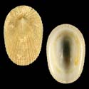 To Conchology (Tugali suteri)