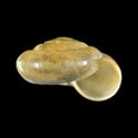 To Conchology (Aegopis verticillus)