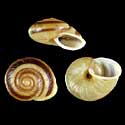 To Conchology (Ampelita consanguinea)