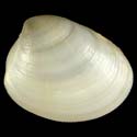 To Conchology (Nucula hanleyi)