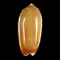 To Conchology (Oliva volvaroides)