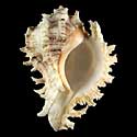 To Conchology (Chicoreus ramosus FREAK)