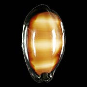 To Conchology (Talparia talpa talpa CALLOUSED)