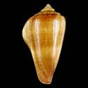 To Conchology (Calibanus furvus FREAK)