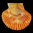 To Conchology (Cryptopecten bullatus ORANGE)