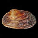 To Conchology (Barbatia barbata)