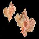 To Conchology (Chicoreus loebbeckei LARGE)