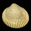 To Conchology (Ciliatocardium ciliatum PERIO)